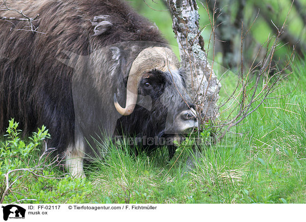 Moschusochse / musk ox / FF-02117