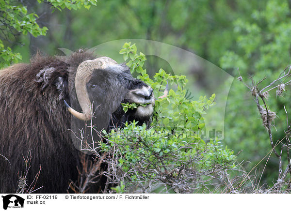 Moschusochse / musk ox / FF-02119