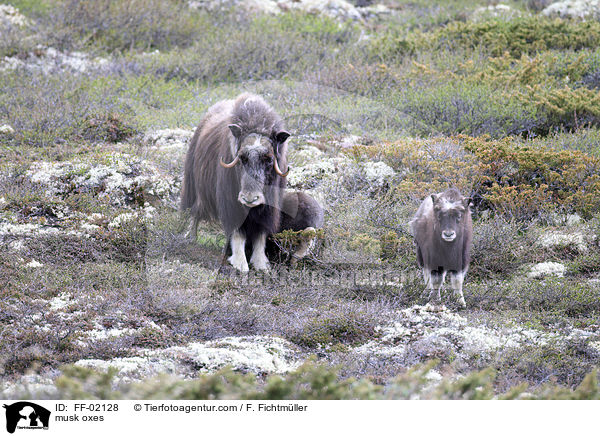 Moschusochsen / musk oxes / FF-02128