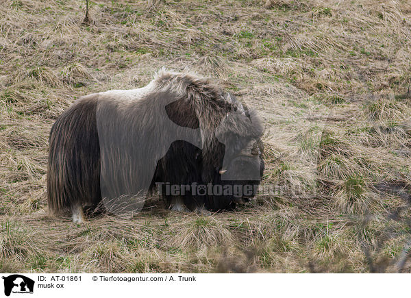 Moschusochse / musk ox / AT-01861