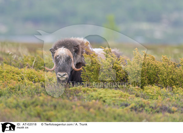 Moschusochse / musk ox / AT-02018