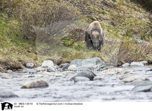 Moschusochse / musk ox / MBS-13619