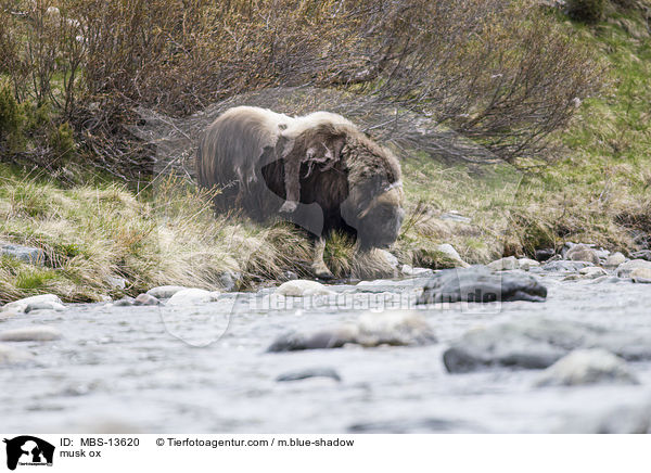 Moschusochse / musk ox / MBS-13620