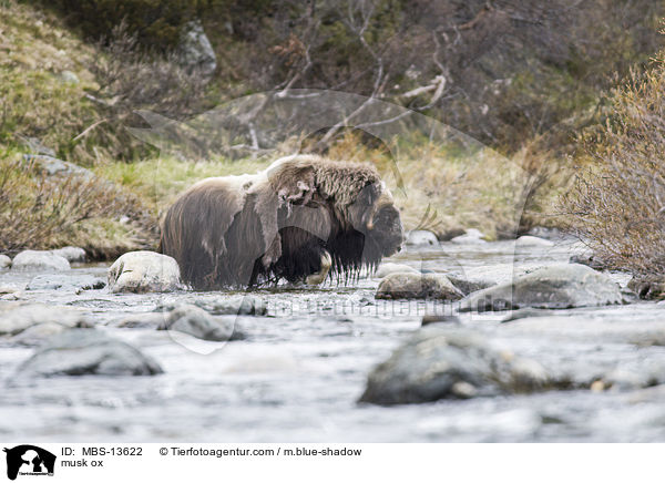 Moschusochse / musk ox / MBS-13622