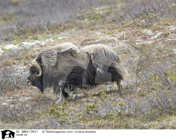 Moschusochse / musk ox / MBS-13631