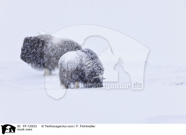 Moschusochsen / musk oxes / FF-12933