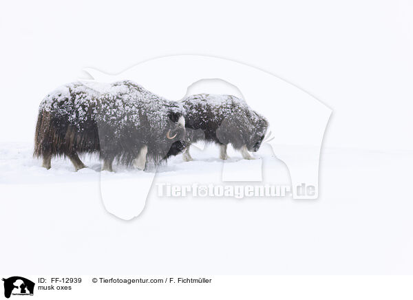 Moschusochsen / musk oxes / FF-12939