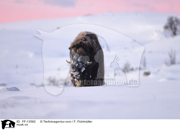 Moschusochse / musk ox / FF-13582