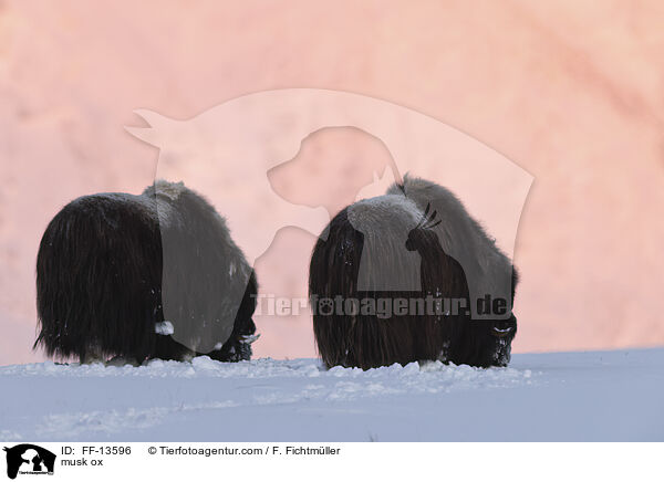 Moschusochse / musk ox / FF-13596