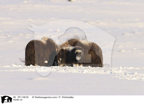 Moschusochse / musk ox / FF-13616