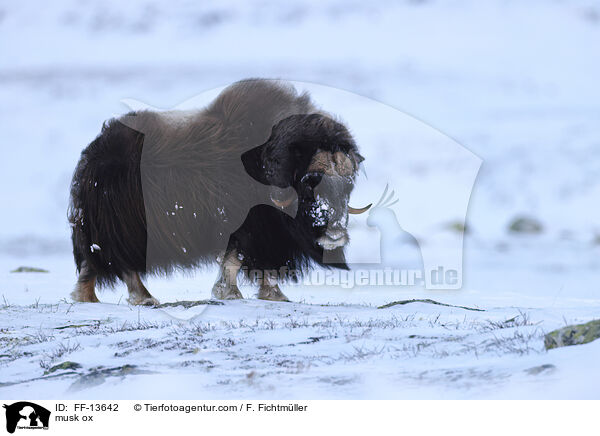 Moschusochse / musk ox / FF-13642