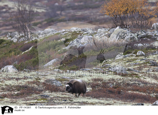 Moschusochse / musk ox / FF-14381