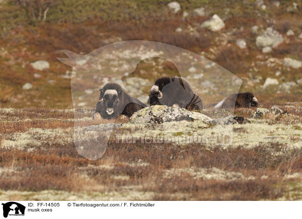 Moschusochsen / musk oxes / FF-14505