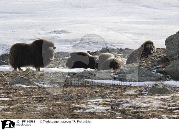 musk oxes / FF-14588