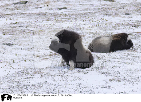 Moschusochse / musk ox / FF-15765