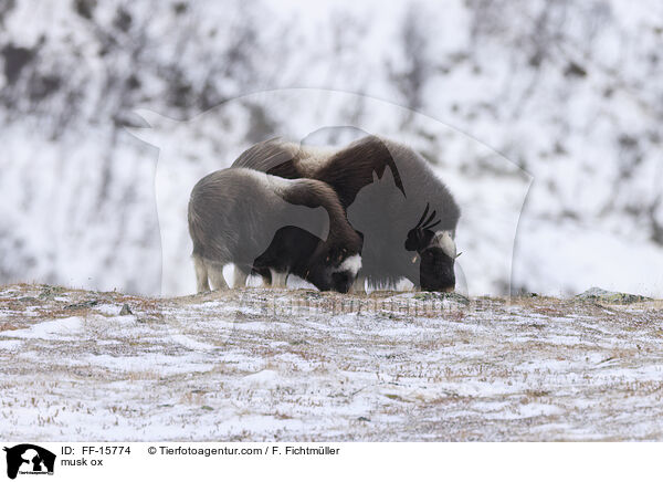 Moschusochse / musk ox / FF-15774