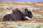 musk ox