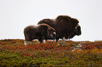 musk oxes