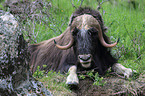 musk ox