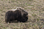 musk ox