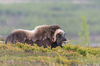 musk ox