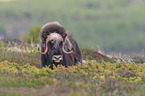 musk ox