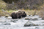 musk ox