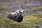 musk ox