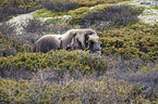 musk ox