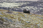 musk ox