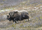 musk ox