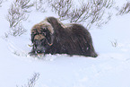 musk ox