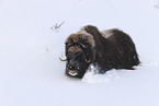 musk ox