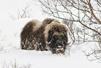 musk ox