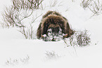 musk ox