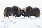 musk ox