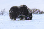 musk ox