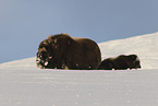 musk ox