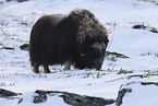 musk ox