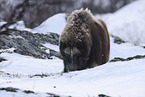 musk ox