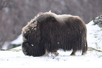 musk ox