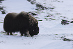 musk ox