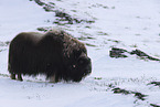 musk ox