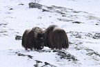 musk ox