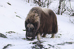 musk ox