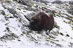 musk ox