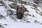 musk ox