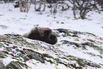 musk ox