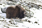 musk ox