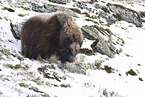 musk ox